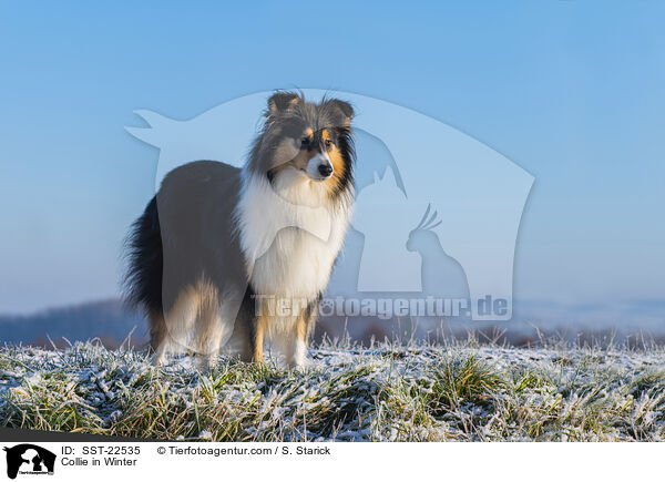 Collie in Winter / SST-22535
