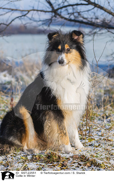 Collie in Winter / SST-22551