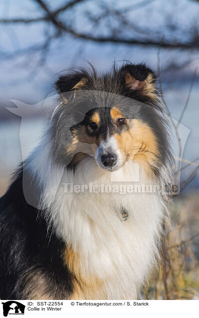 Collie in Winter / SST-22554