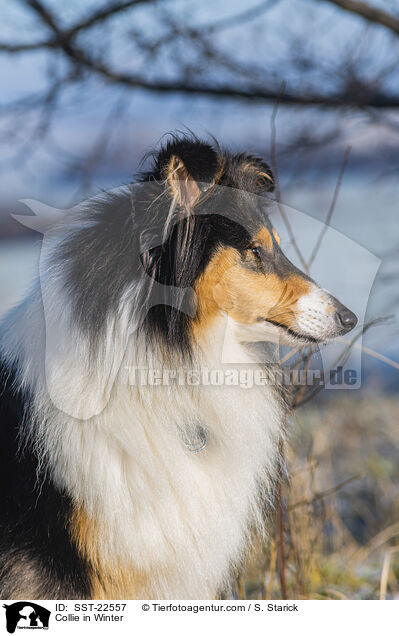 Collie in Winter / SST-22557