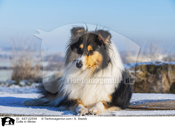 Collie in Winter / SST-22559