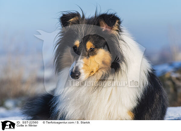 Collie in Winter / SST-22560