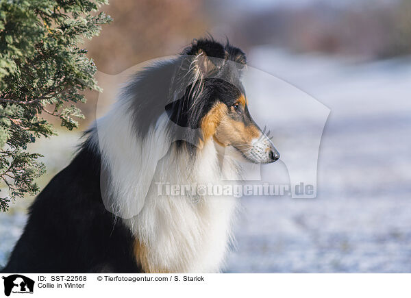 Collie in Winter / SST-22568
