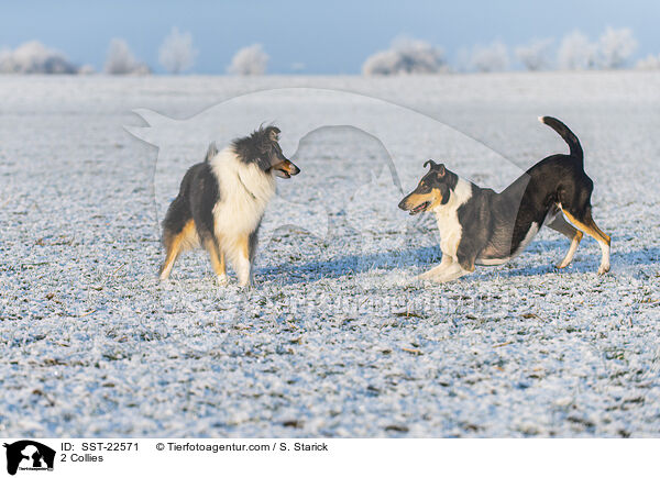 2 Collies / SST-22571