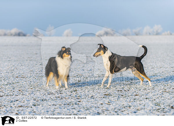 2 Collies / 2 Collies / SST-22572