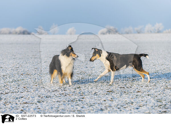 2 Collies / SST-22573