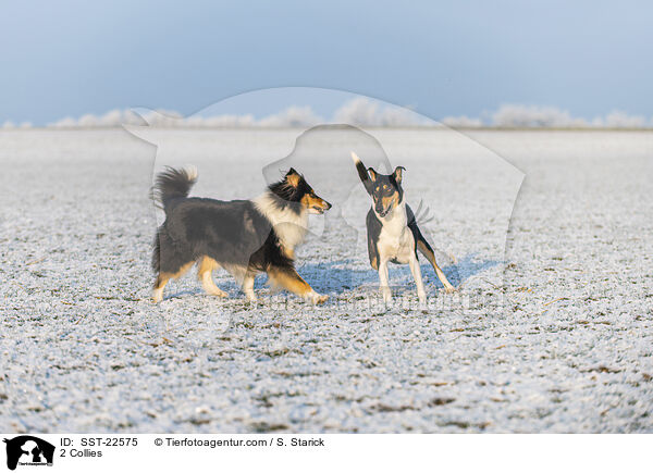 2 Collies / SST-22575