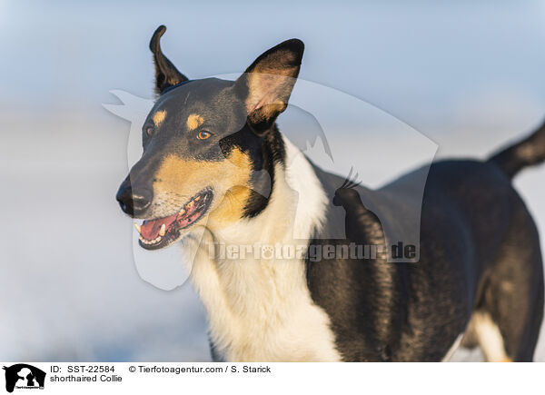kurzhaariger Collie / shorthaired Collie / SST-22584