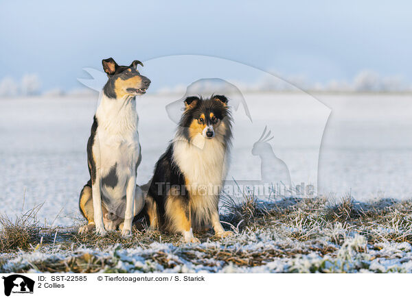 2 Collies / SST-22585