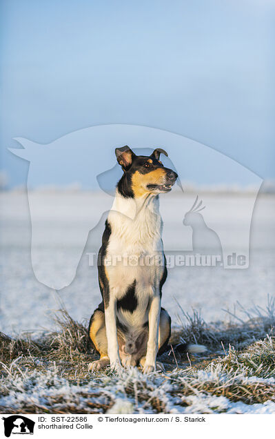 kurzhaariger Collie / shorthaired Collie / SST-22586