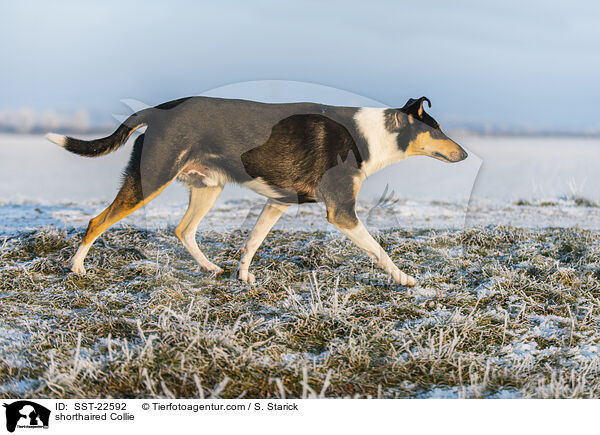 shorthaired Collie / SST-22592