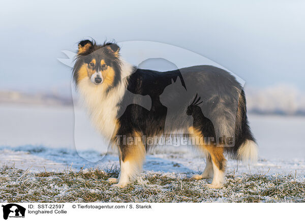longhaired Collie / SST-22597