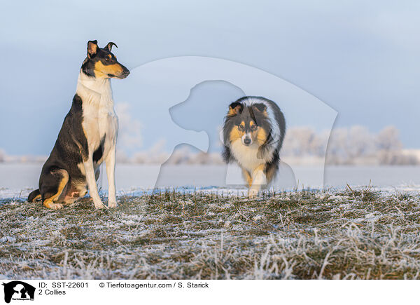 2 Collies / SST-22601