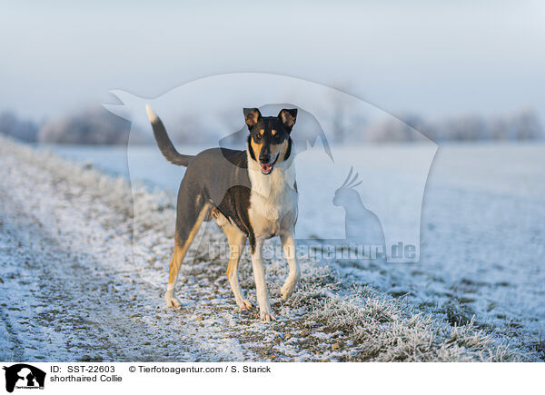 shorthaired Collie / SST-22603