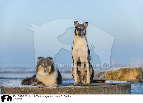 2 Collies / SST-22611
