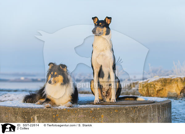 2 Collies / SST-22614