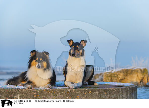 2 Collies / SST-22616