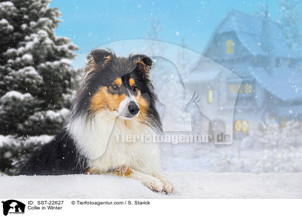 Collie in Winter / SST-22627