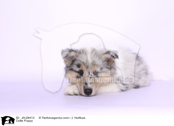 Collie Puppy / JH-28413