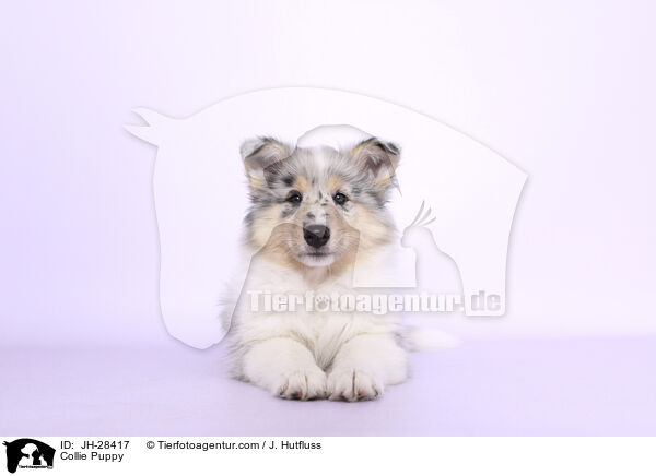 Collie Puppy / JH-28417