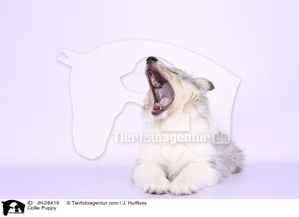 Collie Puppy / JH-28419