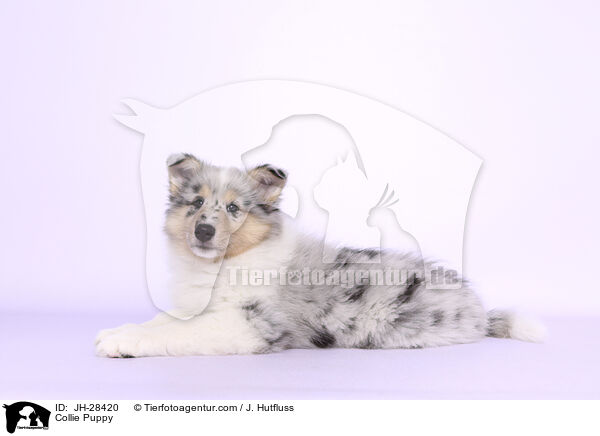 Collie Puppy / JH-28420