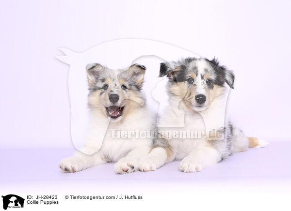 Collie Puppies / JH-28423