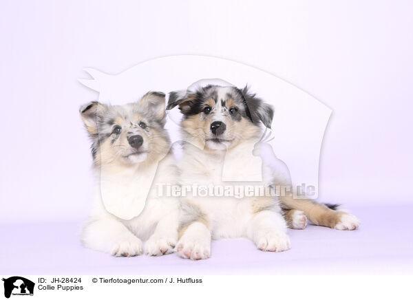 Collie Puppies / JH-28424