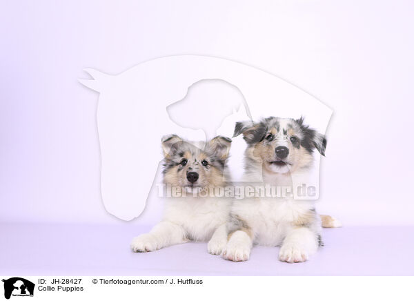 Collie Puppies / JH-28427