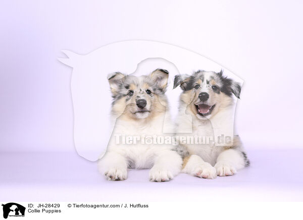 Collie Puppies / JH-28429