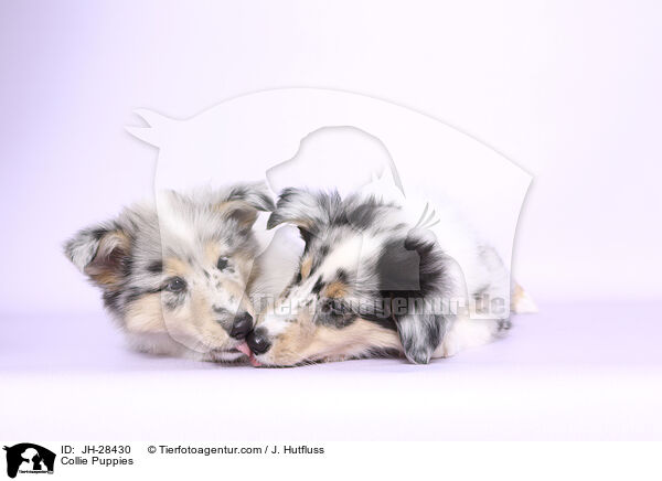 Collie Puppies / JH-28430