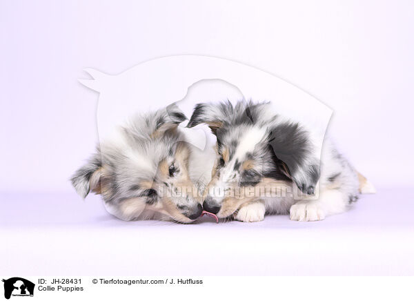 Collie Puppies / JH-28431