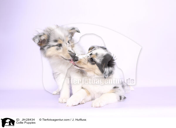 Collie Puppies / JH-28434