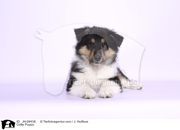 Collie Puppy / JH-28438