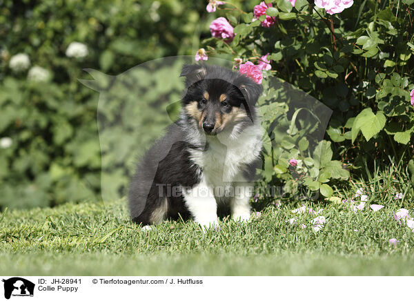 Collie Puppy / JH-28941