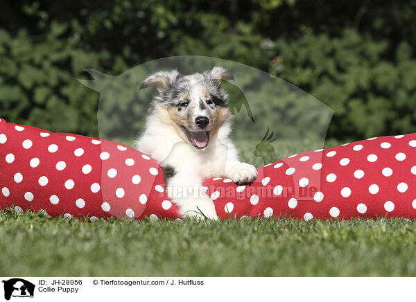 Collie Puppy / JH-28956