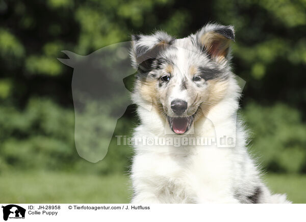 Collie Puppy / JH-28958