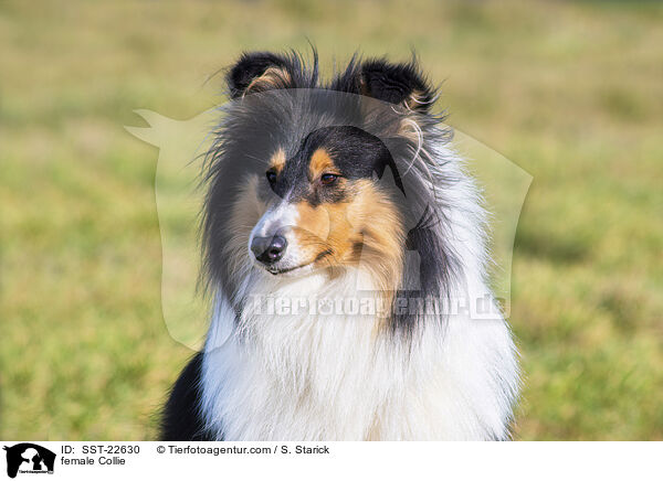 female Collie / SST-22630