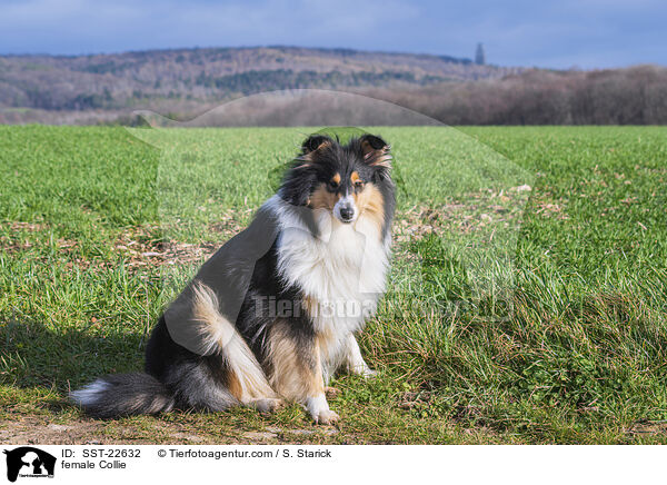female Collie / SST-22632