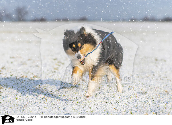 female Collie / SST-22646