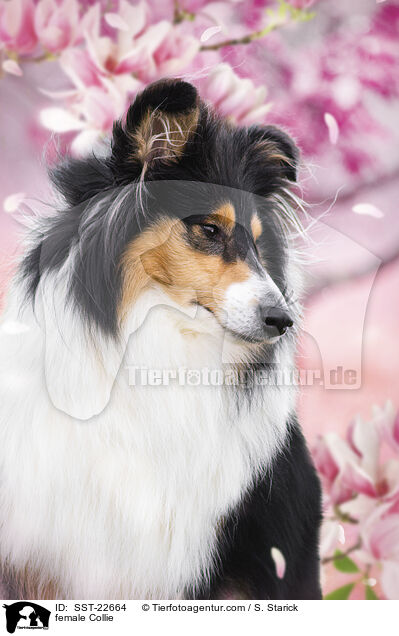 Collie Hndin / female Collie / SST-22664