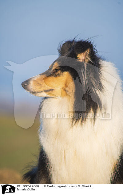 female Collie / SST-22668