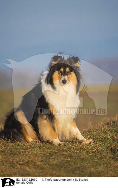 female Collie / SST-22669
