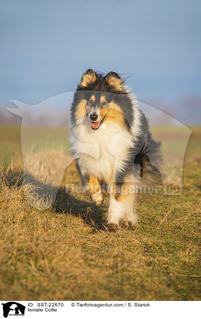female Collie / SST-22670