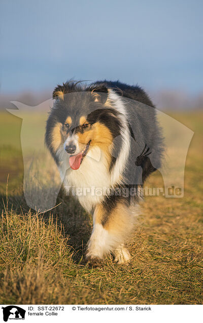 female Collie / SST-22672