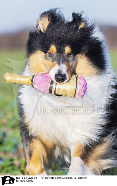 female Collie / SST-22684