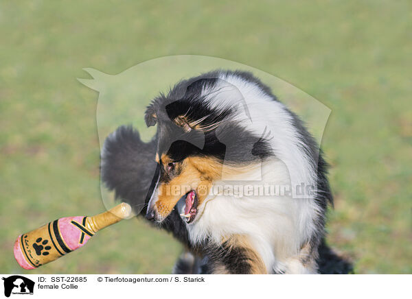 female Collie / SST-22685