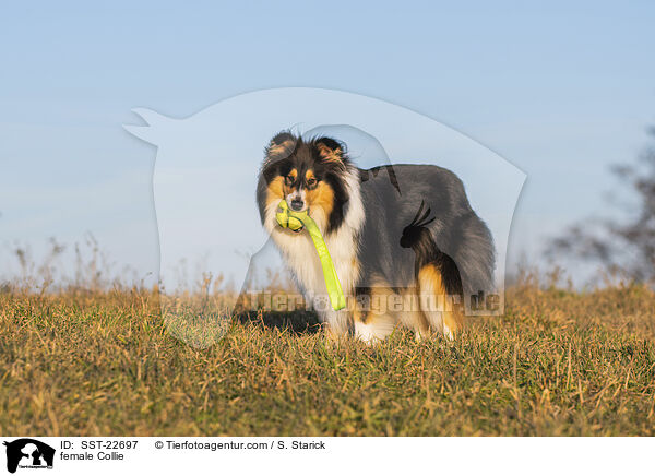 female Collie / SST-22697