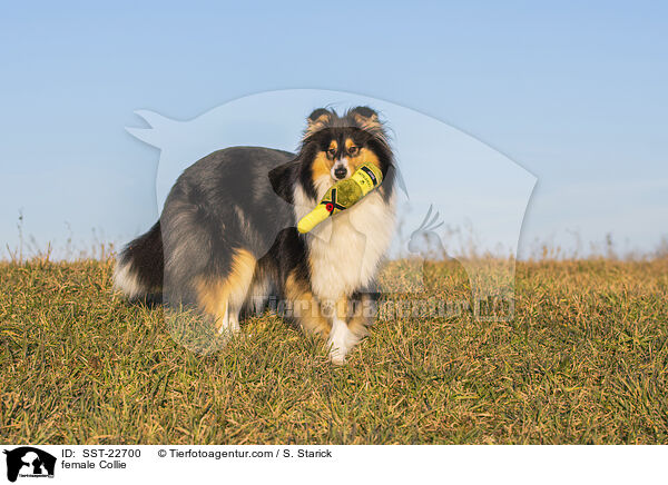 female Collie / SST-22700