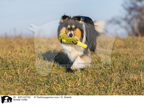 female Collie / SST-22702